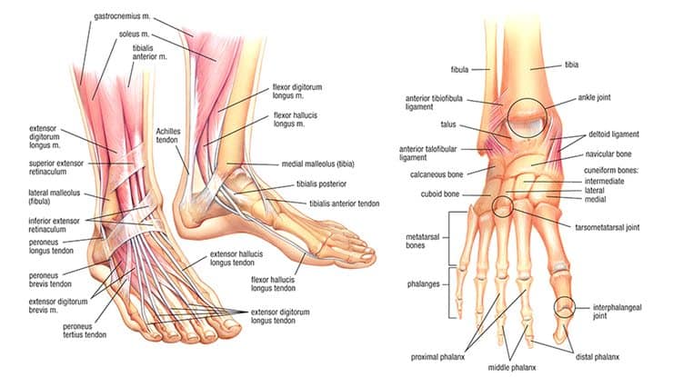 ankle muscles and movements