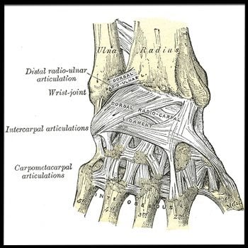 Wrist Anatomy