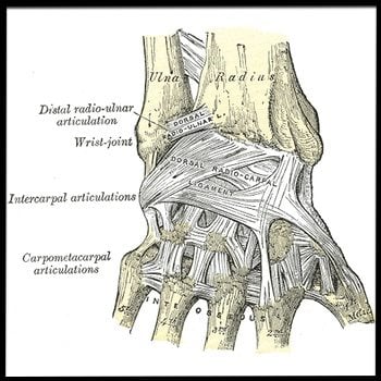 Quick Wrist Warm-Up Strengthen and Mobilize Sensitive Wrists