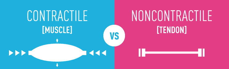 gmb fitness tendon strength - contractile vs noncontractile