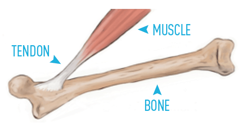 Tendon Tissue