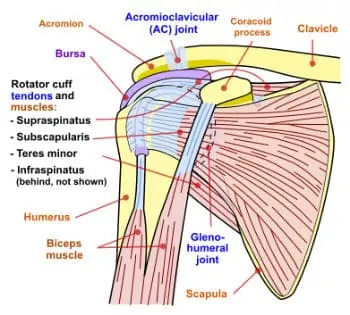 rotator cuff muscles