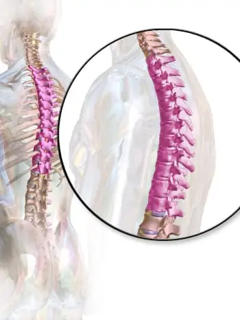 thoracic spine