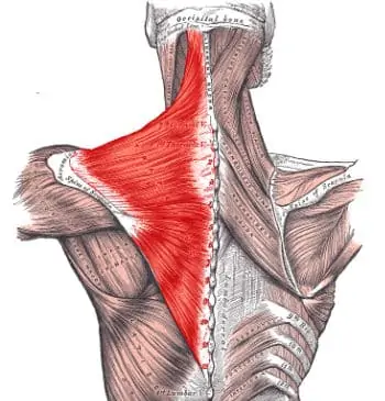 upper trapezius